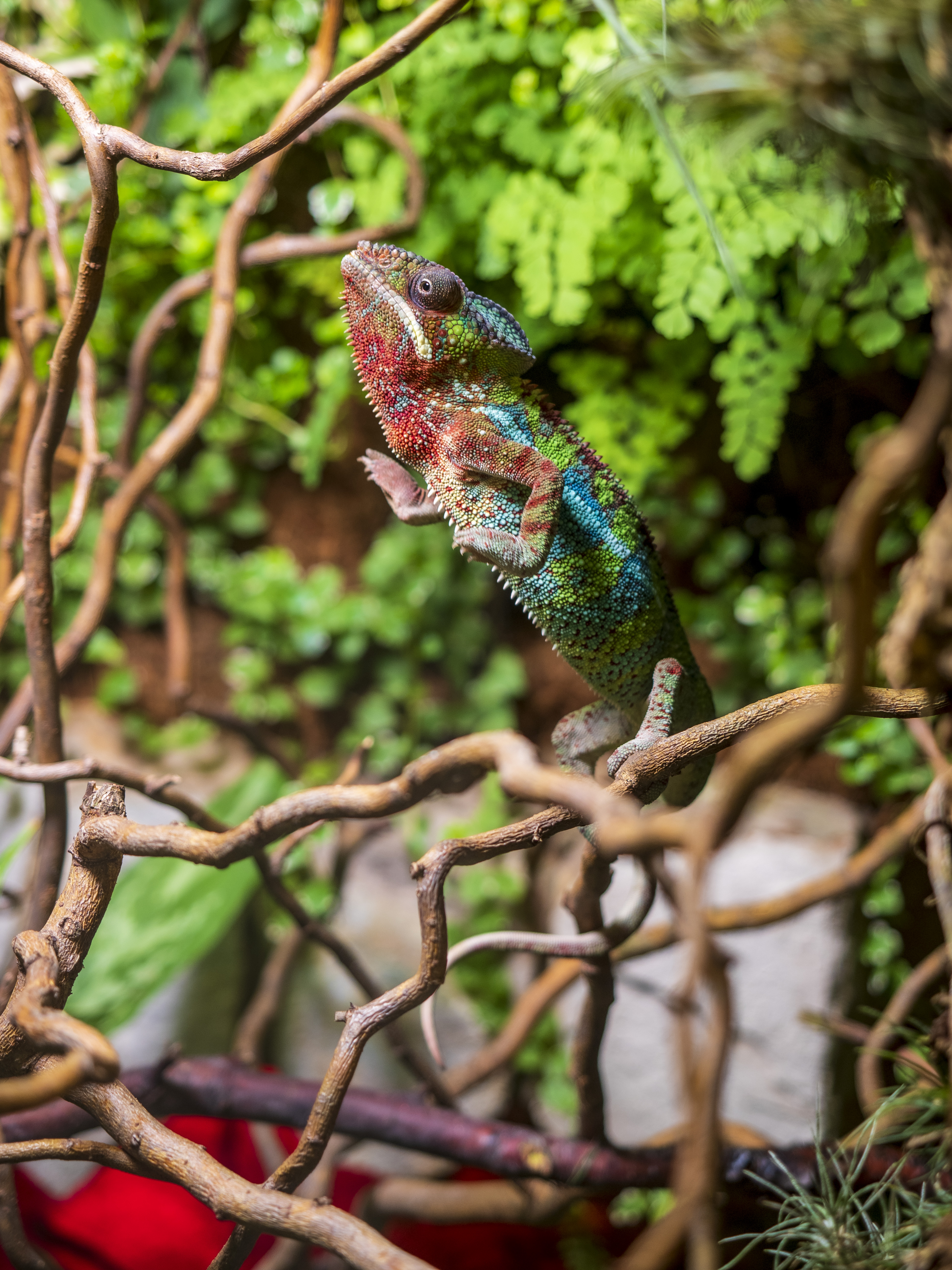 Fot. G.Ożga/UM Gliwice kameleon