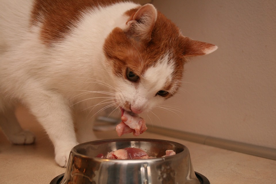 „Jak zdrowo karmić kota?”