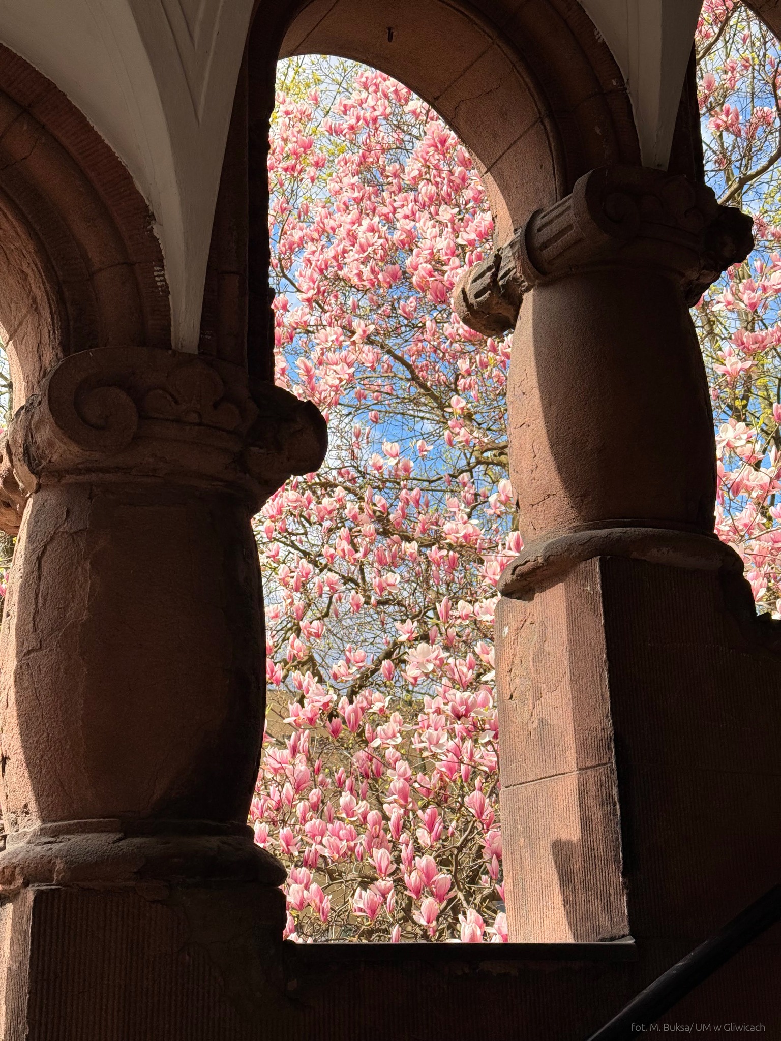 Magnolia. Zdjęcie zrobione z przepierzenia budynku