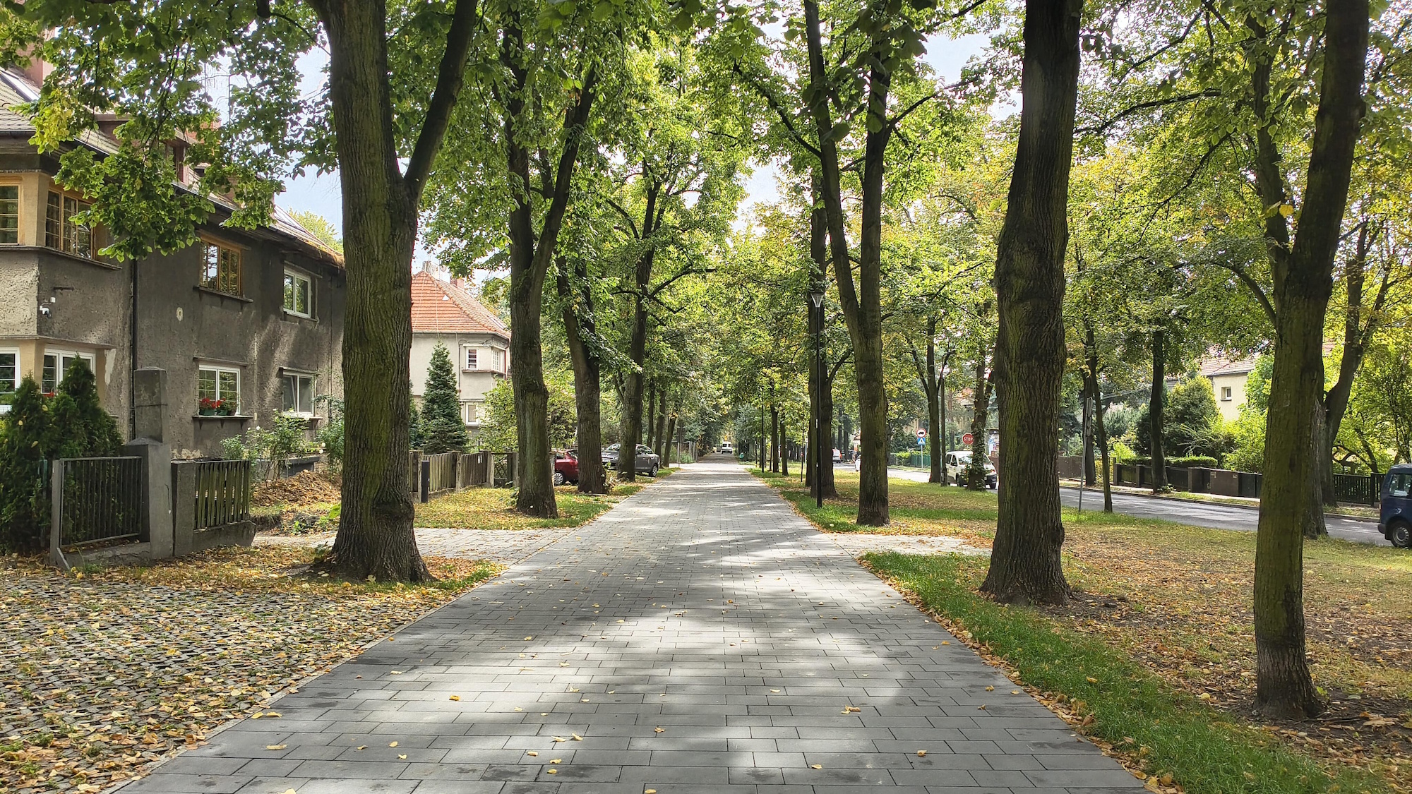 Wyremontowana aleja z drzewami