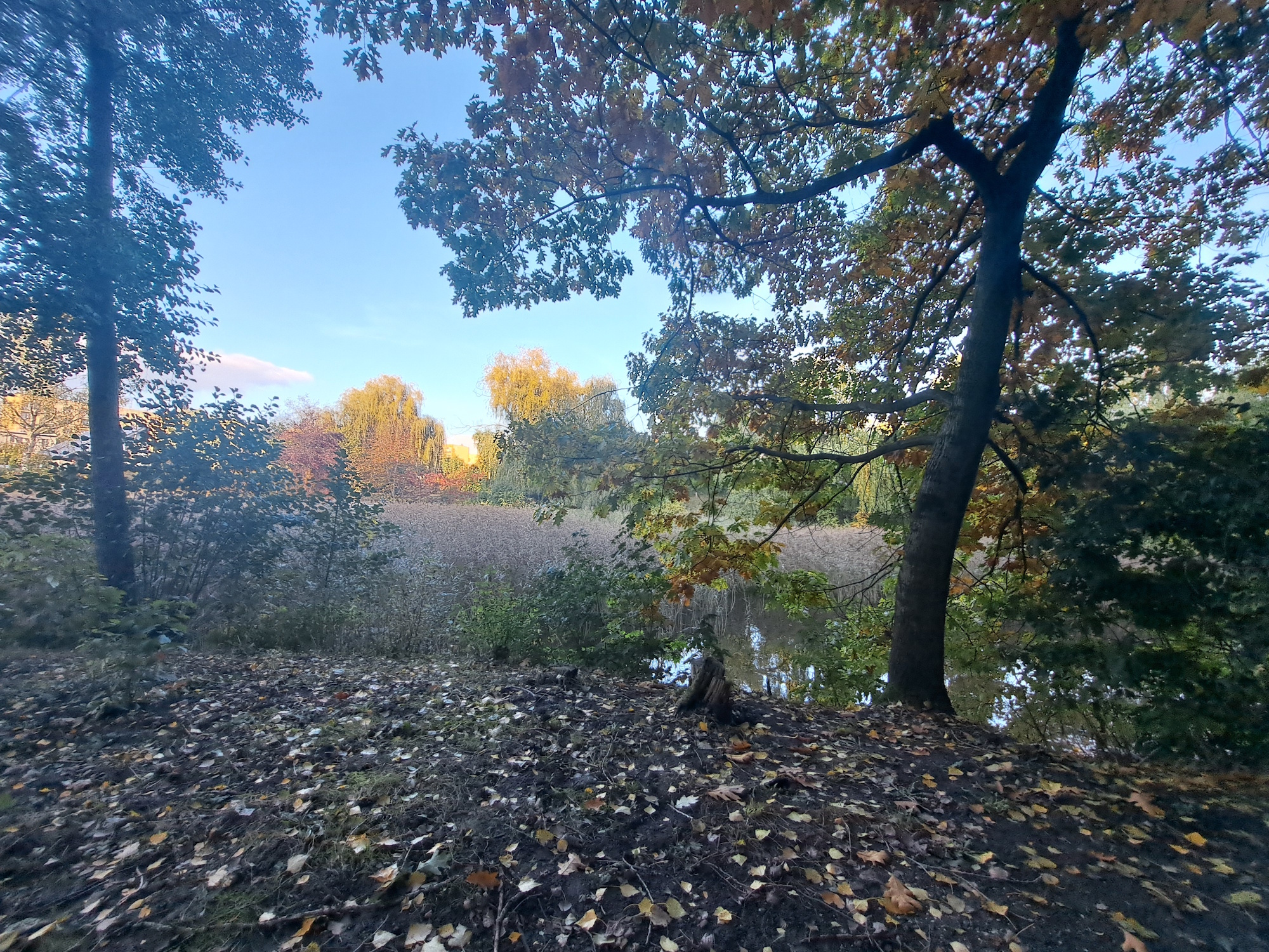 staw opatulony zielenią i trawami