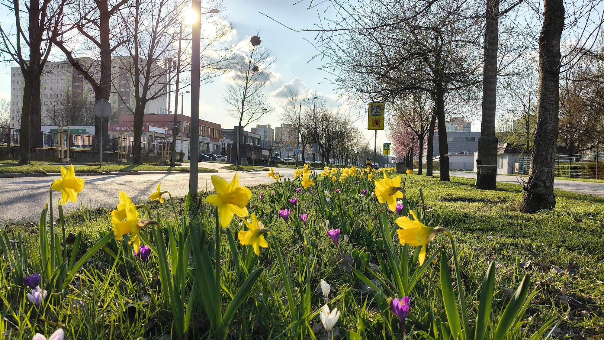 żółte kwiaty w pasie drogowym