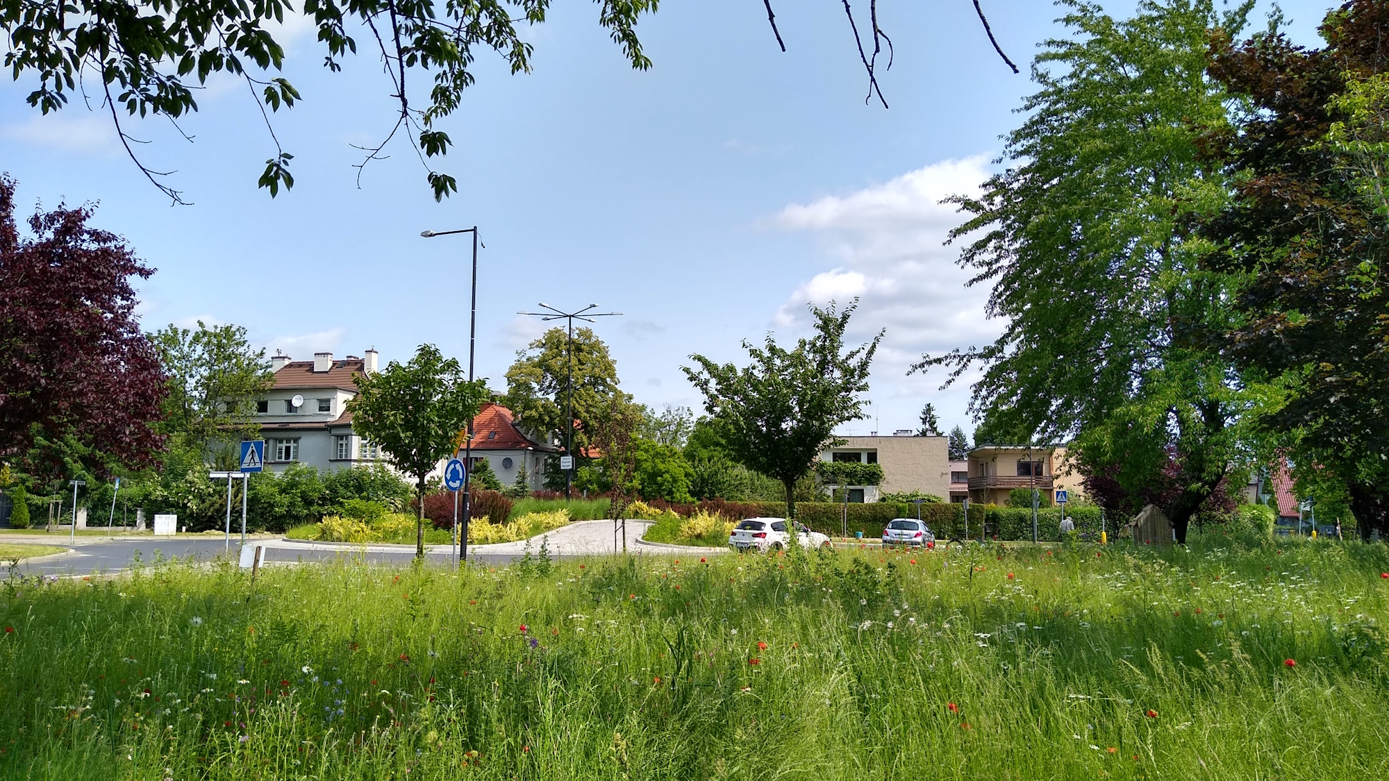 Fot. M.Foltyn/UM Gliwice łąka kwietna przy rondzie
