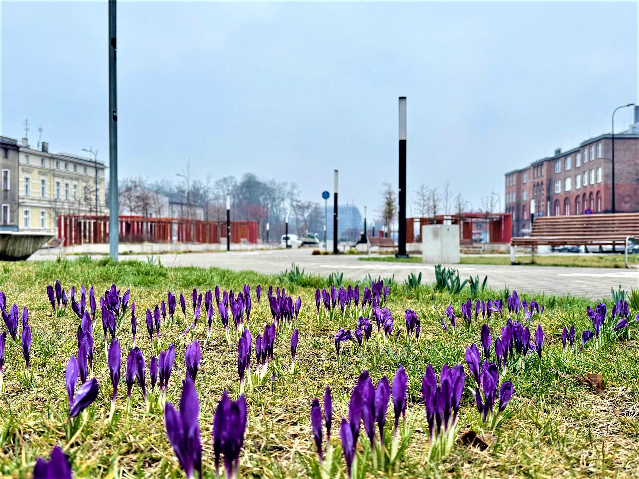 Fot. UM Gliwice krokusy