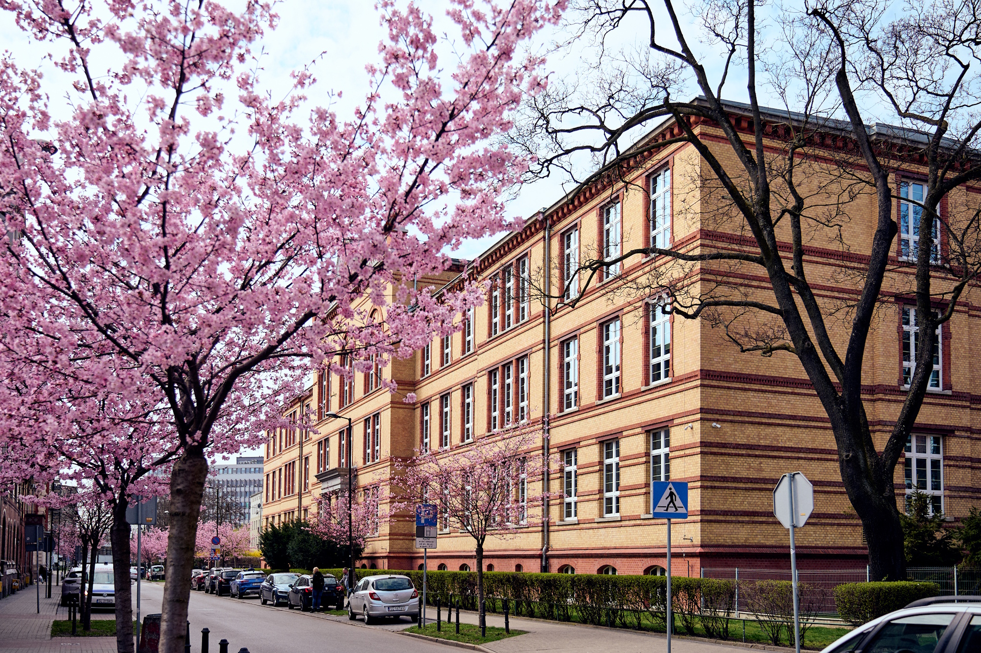 kowitnące drzewa, w tle budynek szkoły muzycznej przy ul. Ziemowita