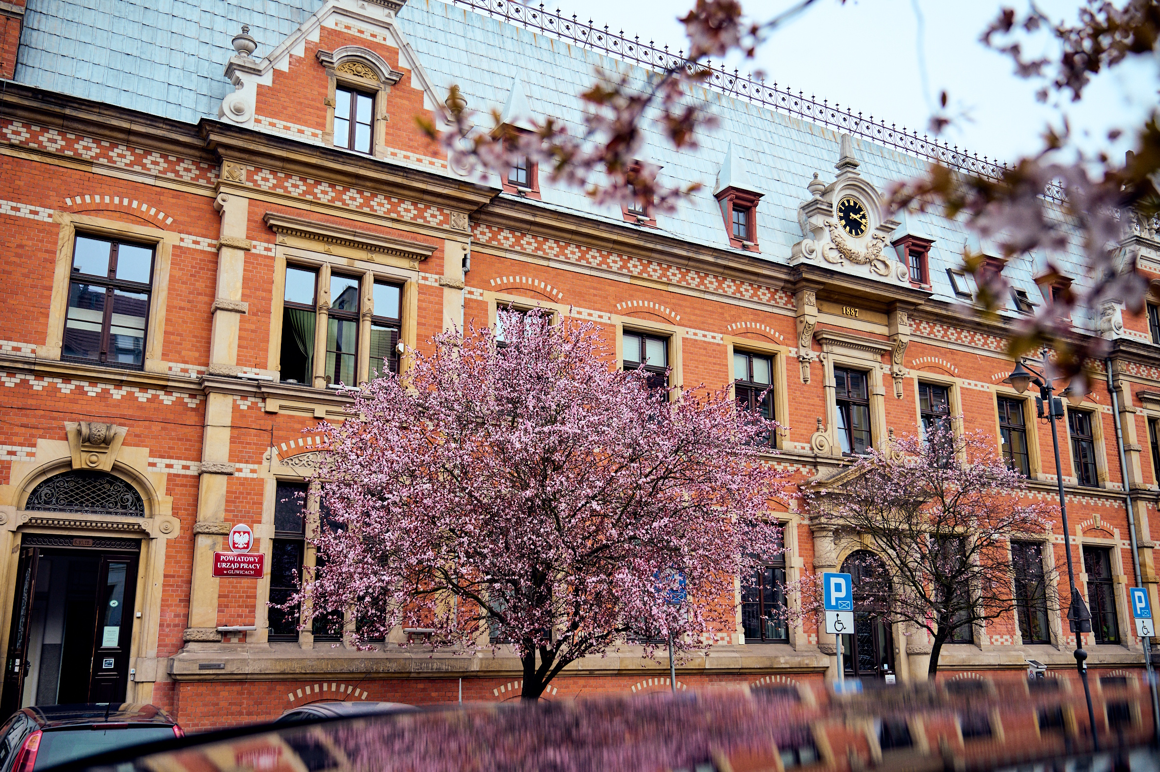 kwitnące drzewo na tle kamienicy