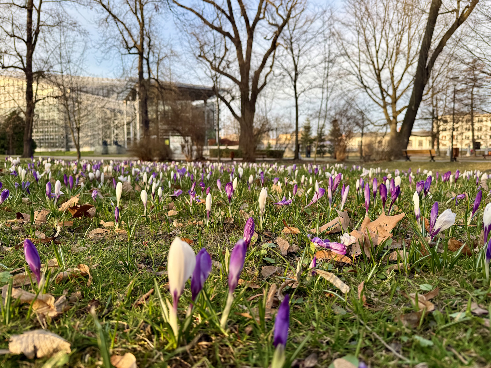 krokusy w Parku Chopina