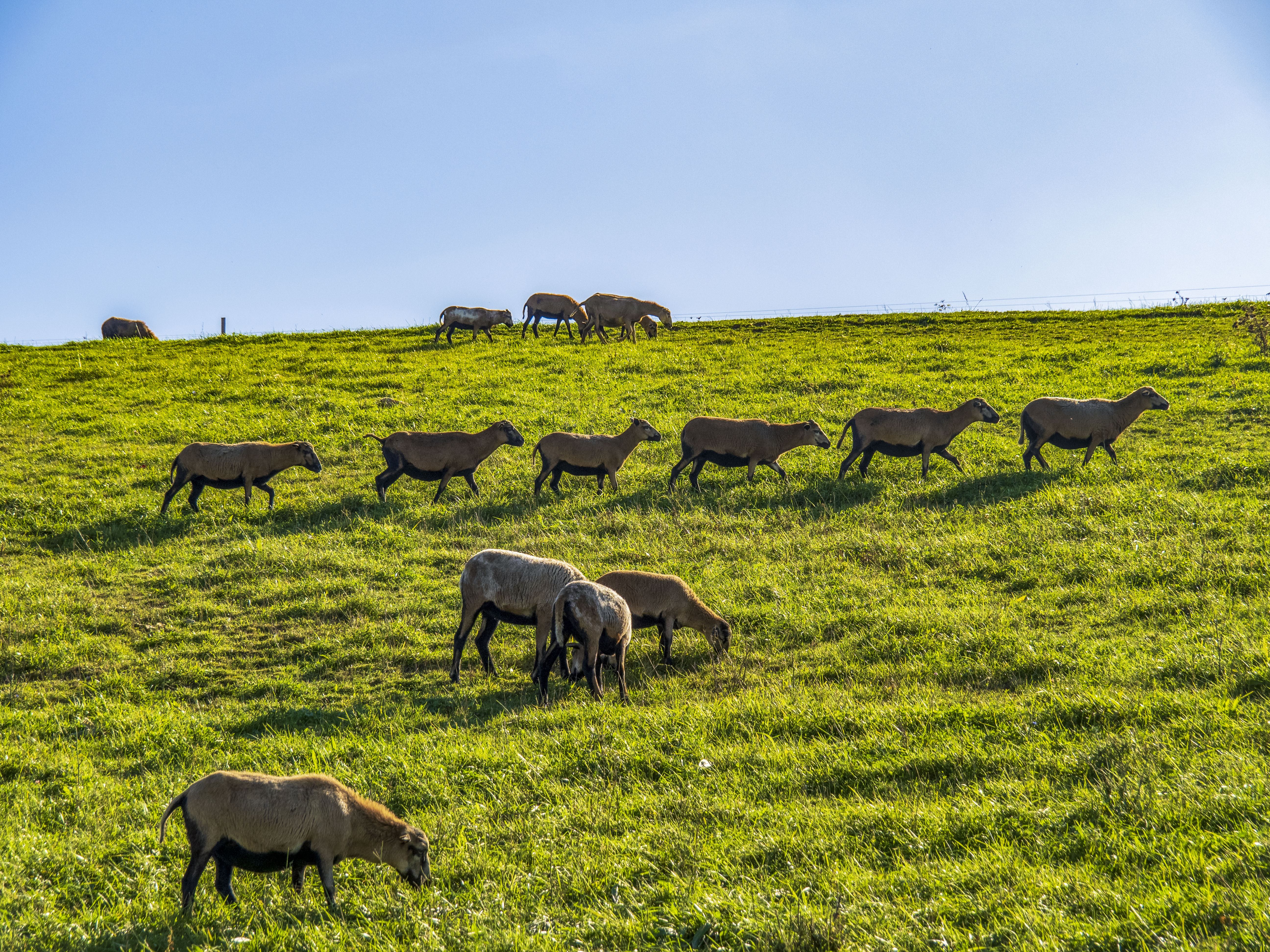 Owce "strzygące" trawę