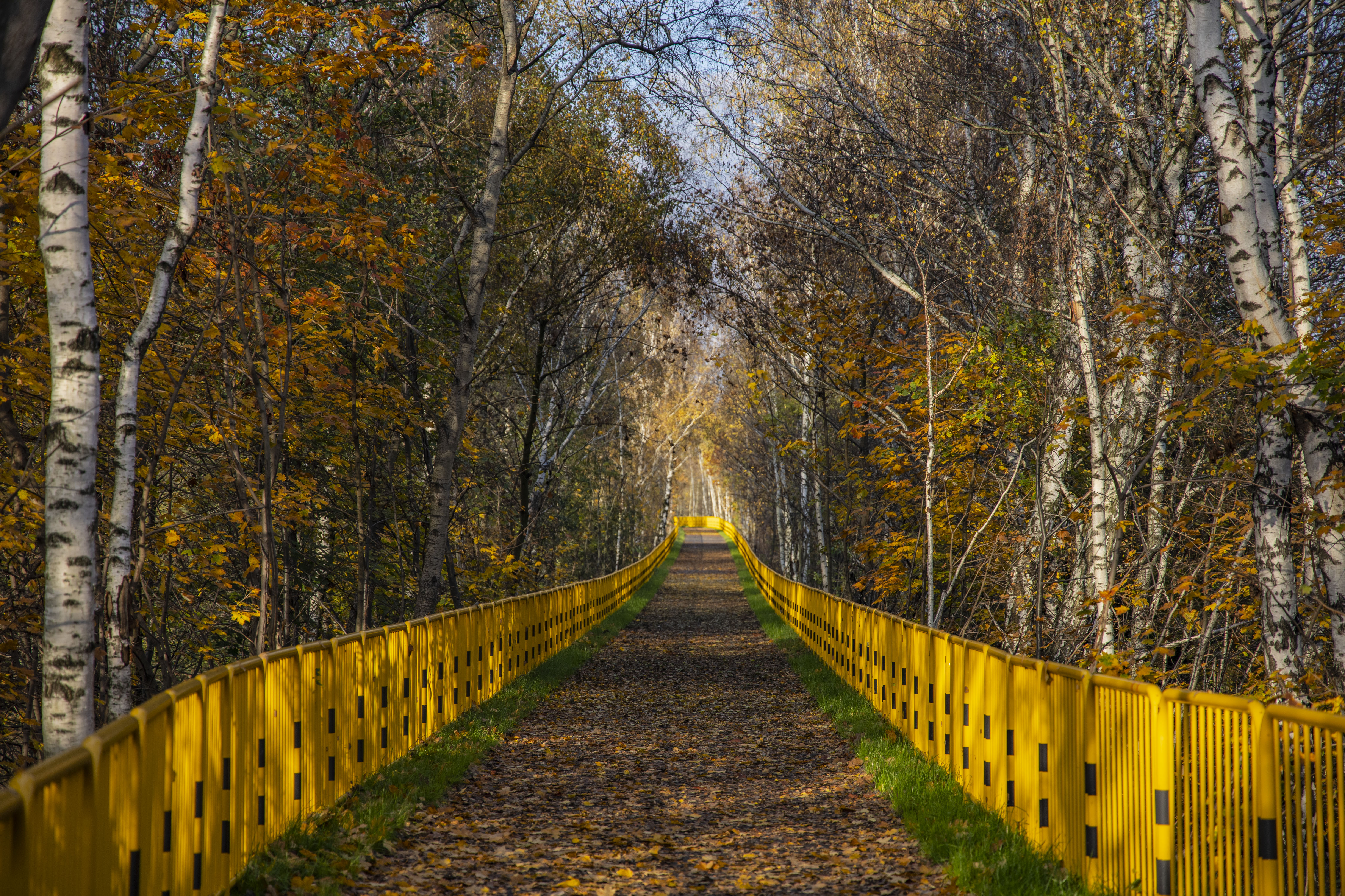 Trasa rowerowa wśród drzew