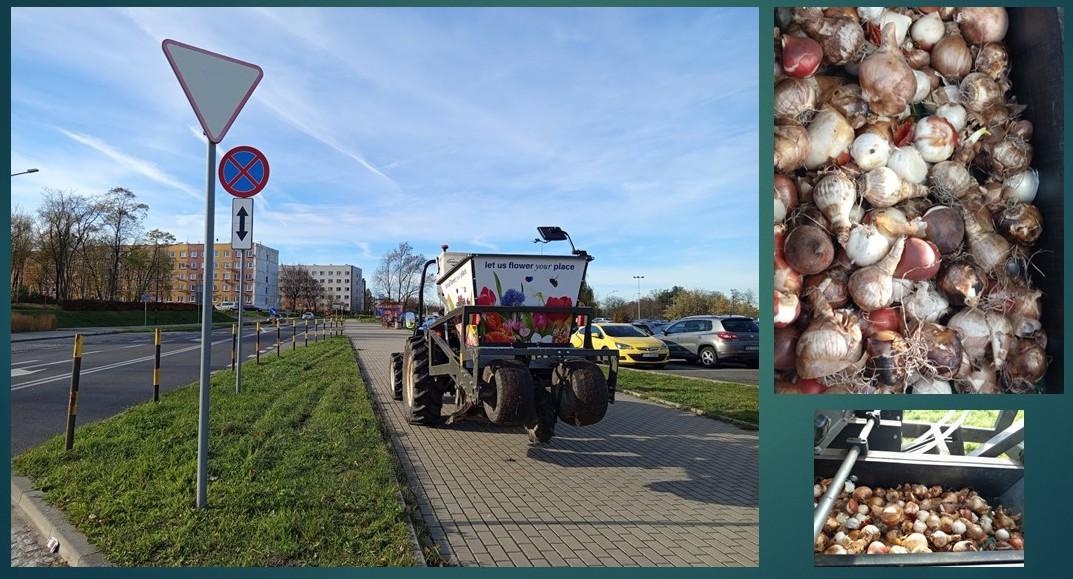 traktor z nasadzarką cebul