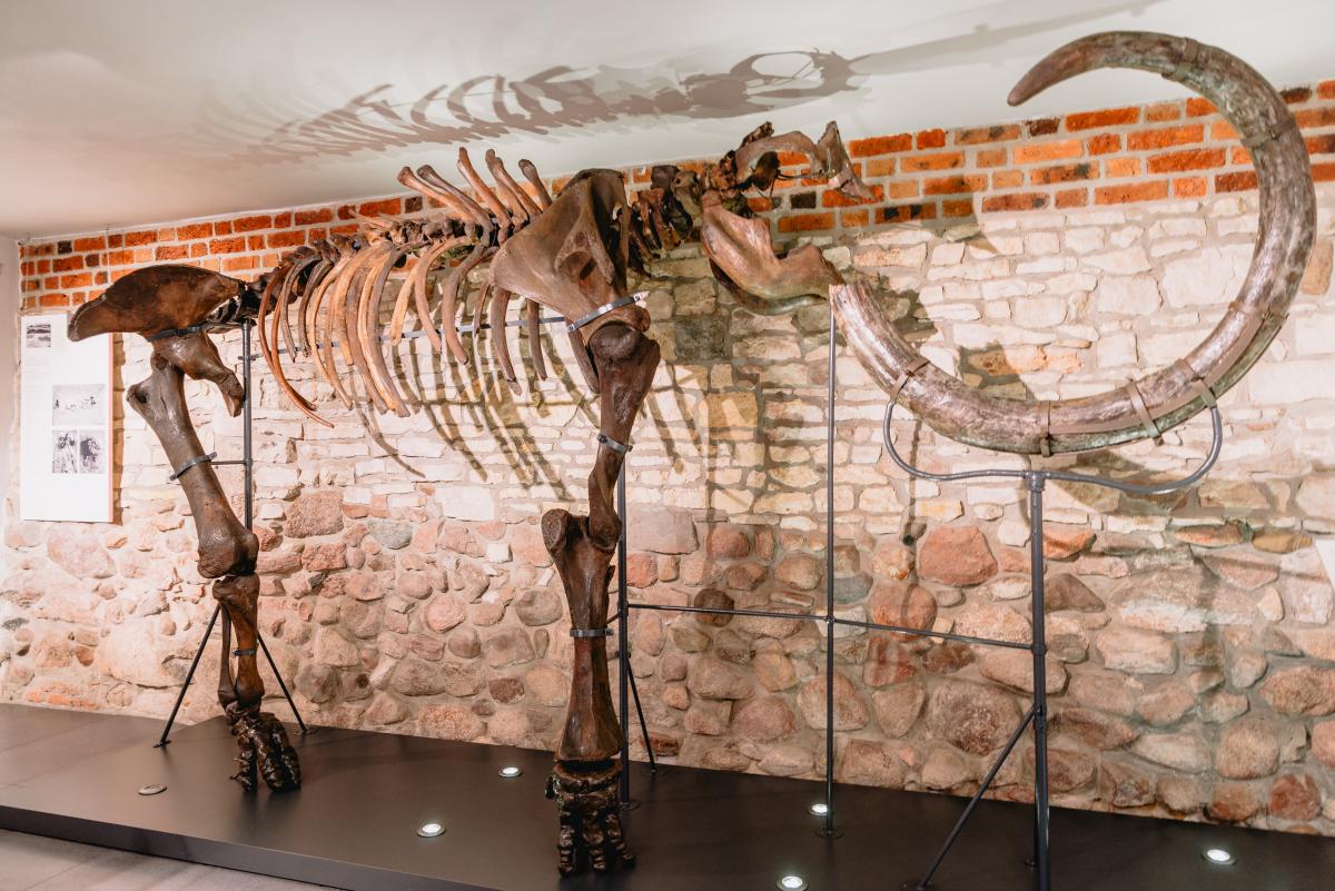 szkielet mamuta na muzealnej wystawie