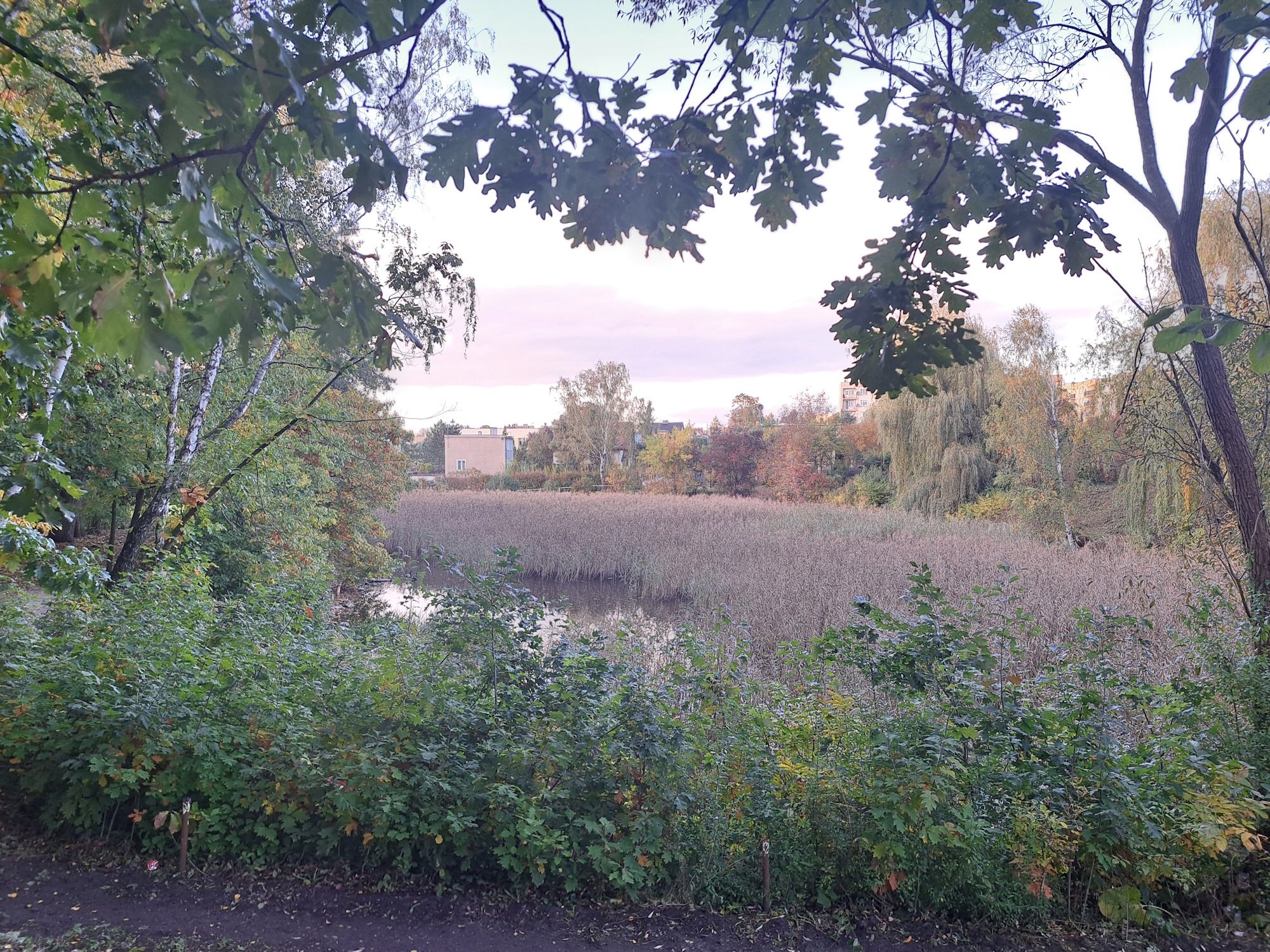 staw zarośnięty trawami