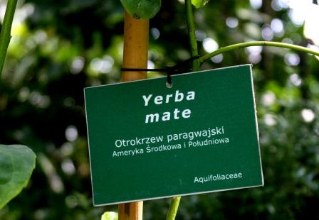 Kawa? Herbata? A może… 