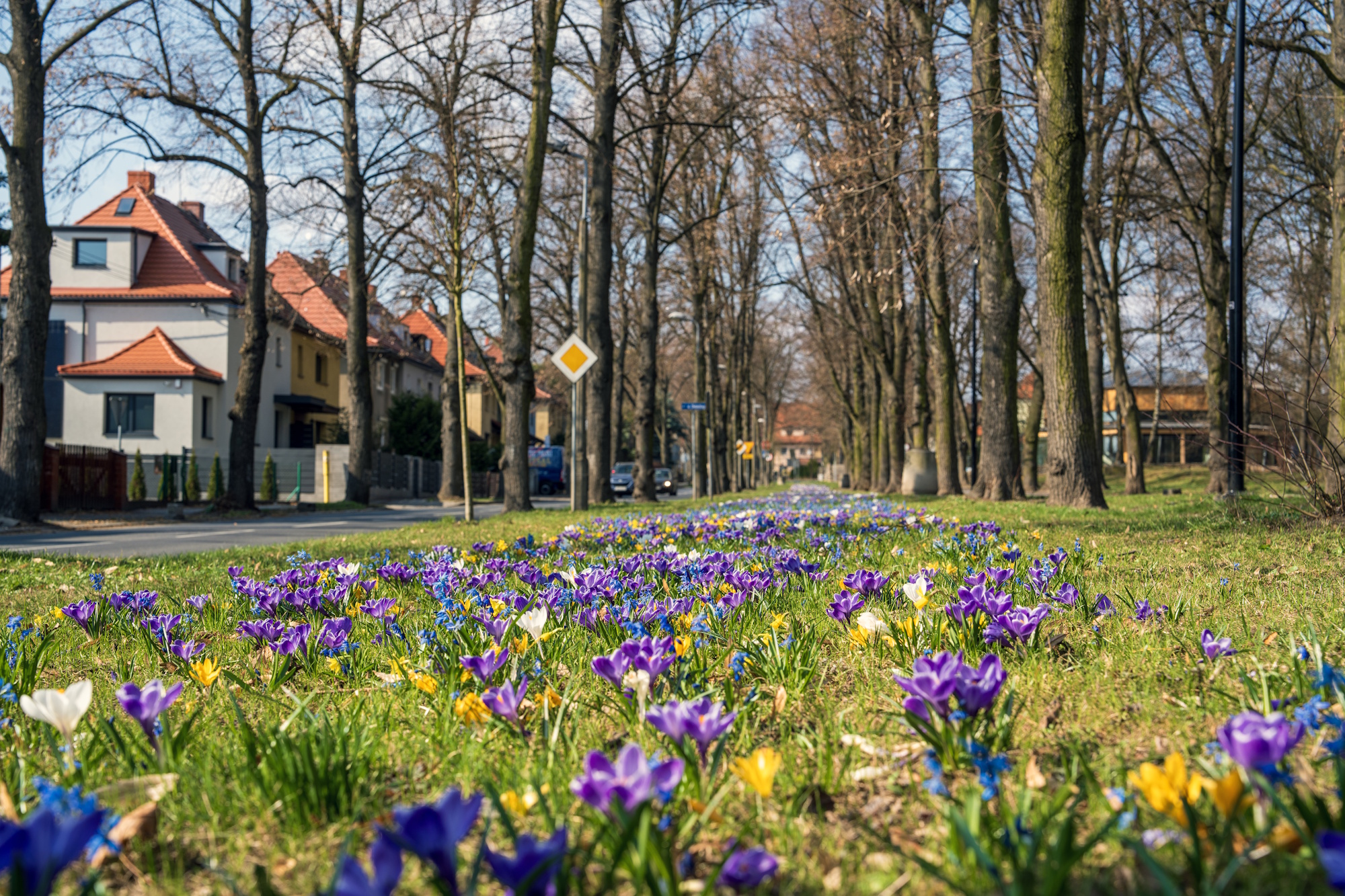 krokusy żółte i fioletowe na trawie