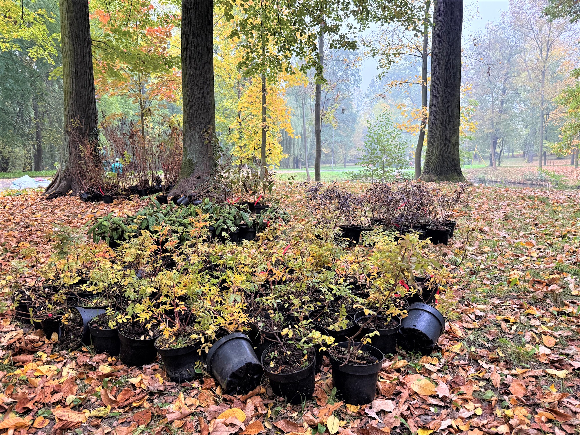 Ponad 300 nowych roślin – Park Szwajcaria jeszcze bardziej zielony