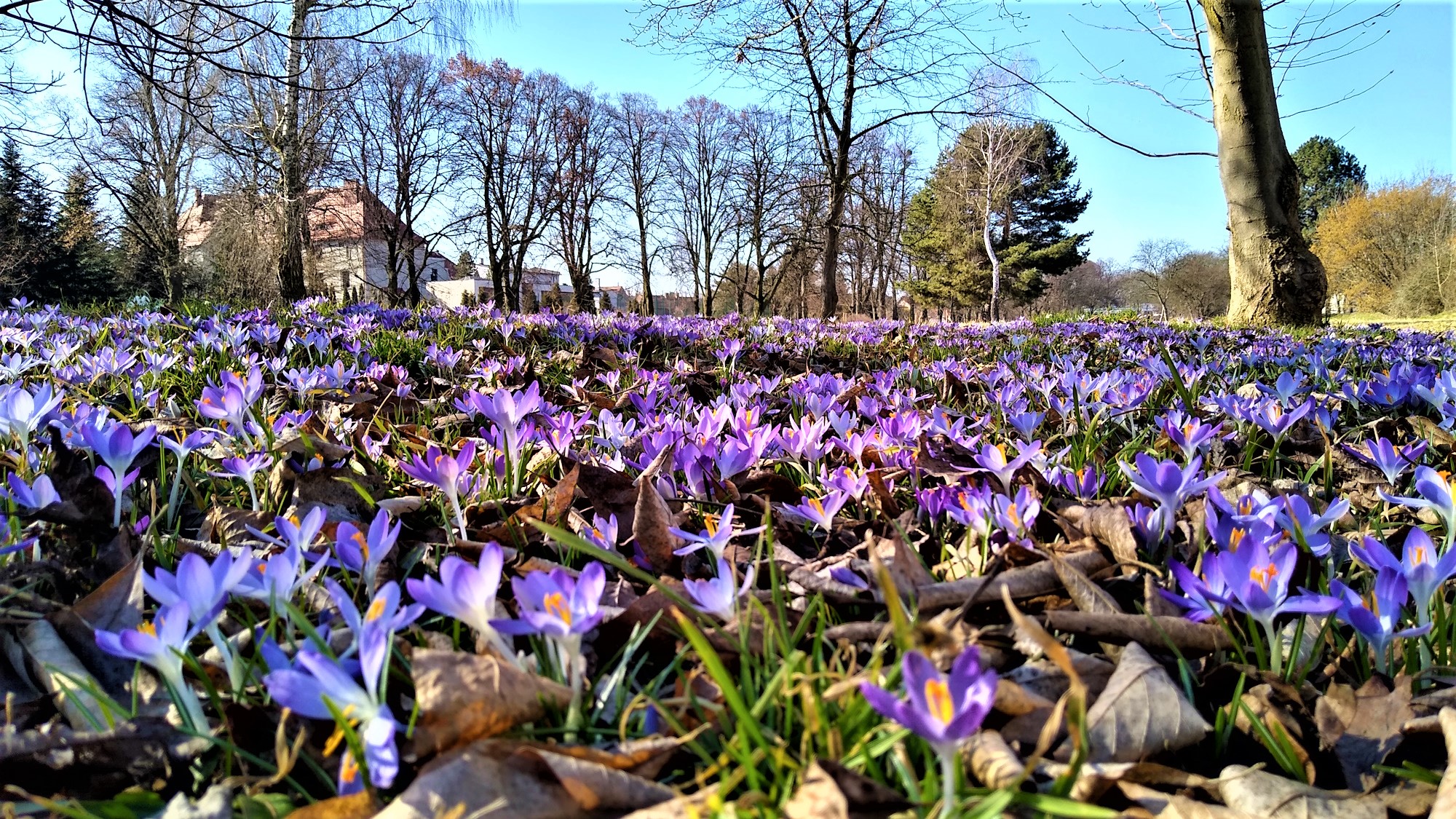 mnóstwo fioletowych krokusów na łące