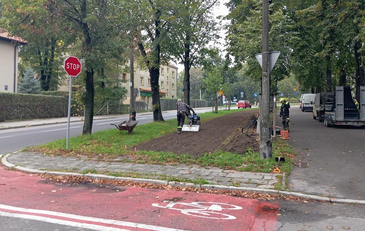 przygotowania do nasadzeń przy ul. Mickiewicza