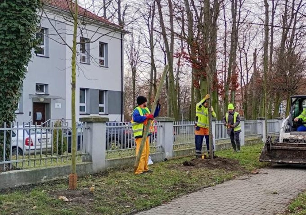 trzech ludzi sadzi drzewa