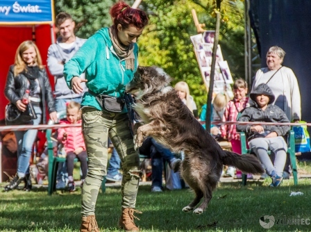 Wariacje na cztery łapy...