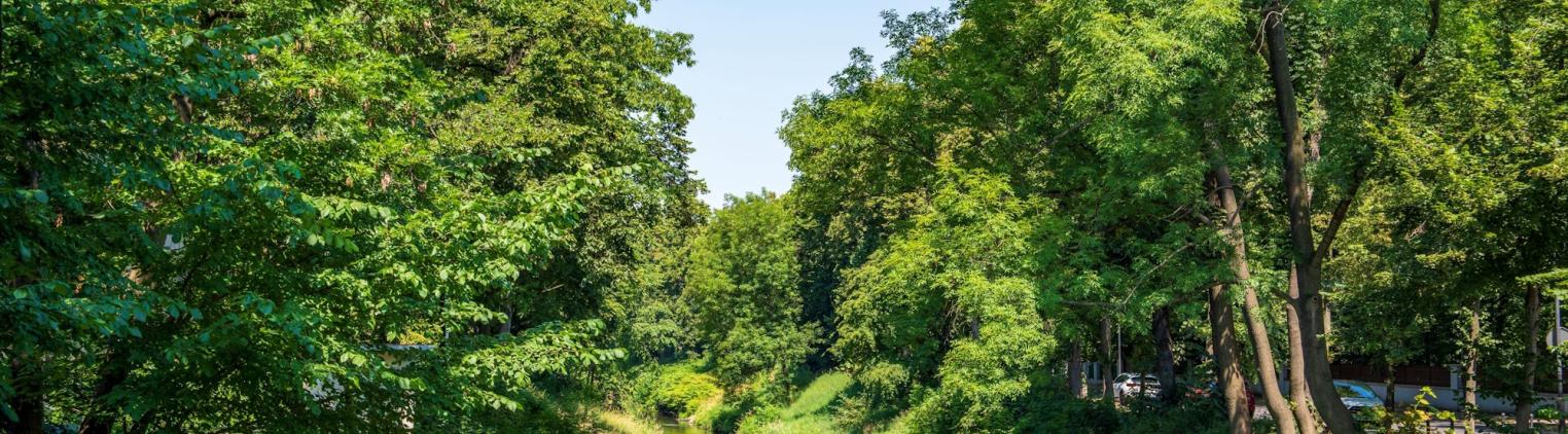 Kłodnica w zieleni